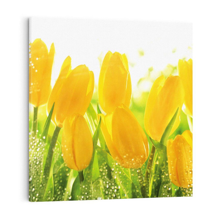 Obraz na płótnie 70x70 - Tulipany - szczyt kwiatowego piękna - tulipany, kwiaty