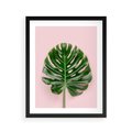 Plakat w ramie 40x50 - Monstera w Różowym Świetle - liść monstery, różowe tło - rama czarna