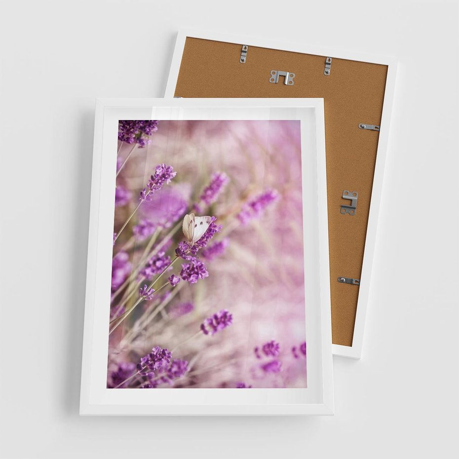 Plakat w ramie 50x70 - Majestat lawendy: fioletowe pola - lawenda, fiolet - rama biała