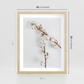 Plakat w ramie 40x50 - Gałęzie Bawełny na Białym Tle - gałęzie bawełny na białym tle, minimalizm - rama drewno