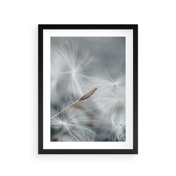Plakat w ramie 40x50 - Piękno w Delikatności - dmuchawiec, makro zdjęcie - rama czarna
