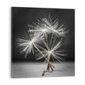 Obraz na płótnie 50x50 - Delikatność dmuchawców zbliżenie - dmuchawce, zbliżenie