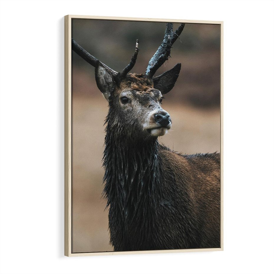 Obraz w ramie 70x100 - Spokojny jeleń - jeleń, las - rama drewno