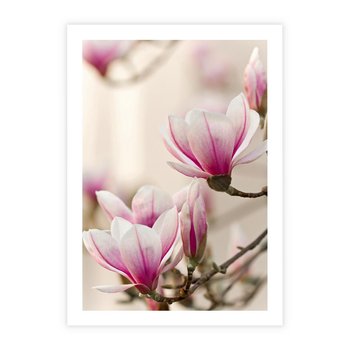 Plakat bez ramy 40x50 - Urok Magnolii - magnolie, kwiaty