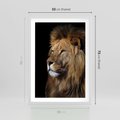 Plakat w ramie 50x70 - Władca Dzikiej Przyrody - lew, król - rama biała
