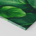 Obraz na płótnie 50x70 - Palma Liście Kwiat - palma, liście