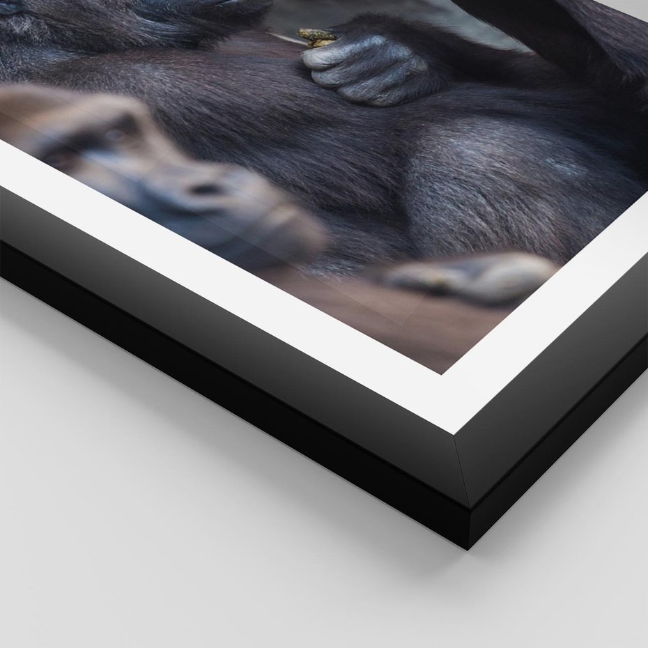 Plakat w ramie 40x50 - Małpy w ich naturalnym środowisku - małpy, szympansy - rama czarna