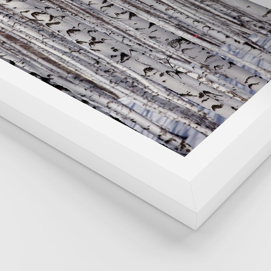 Plakat w ramie 30x40 - Lśniące Brzozy - brzozy, las - rama biała