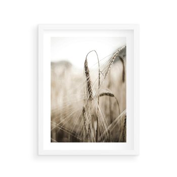 Plakat w ramie 30x40 - Kłosy Pszenicy w Sepii - zboże, kłos pszenicy - rama biała