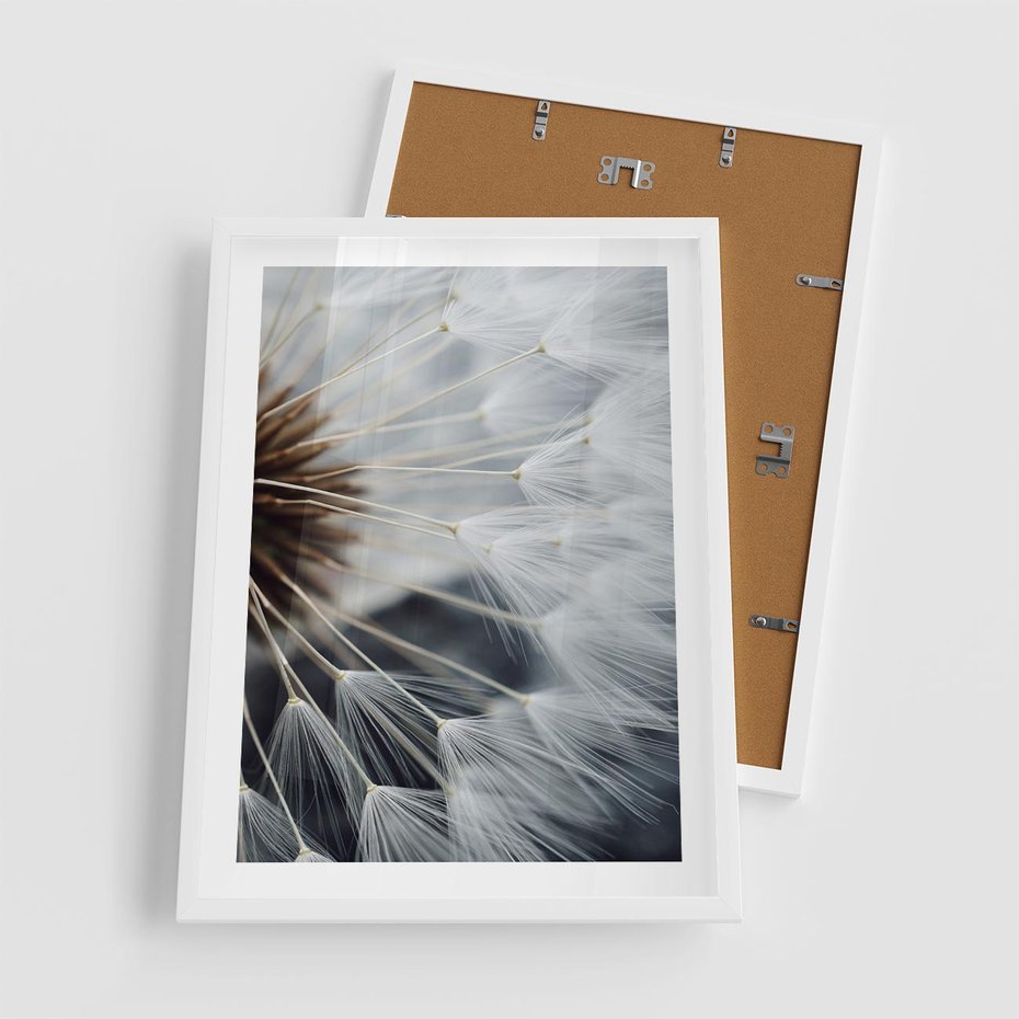 Plakat w ramie 50x70 - Dmuchawce w Naturze - dmuchawiec, zbliżenie - rama biała