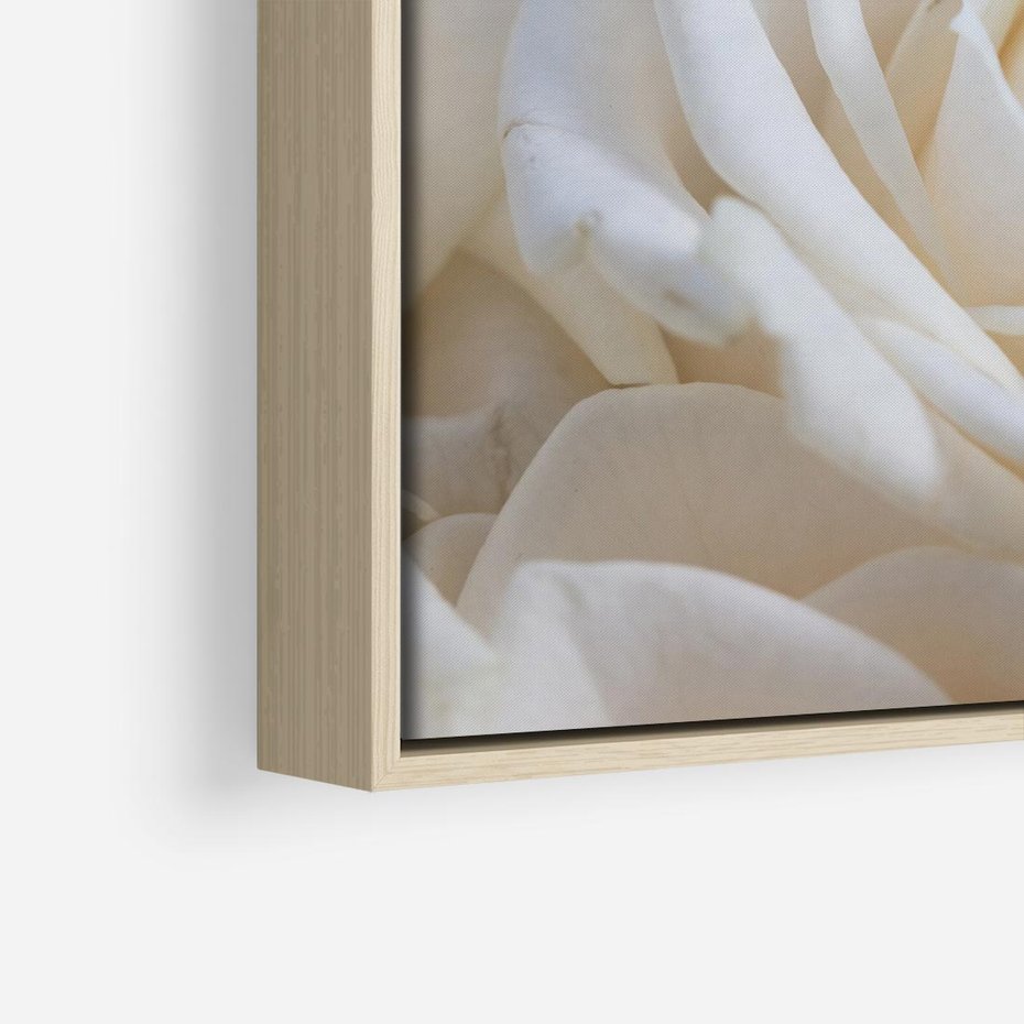 Obraz w ramie 50x50 - Białe róże piękności - białe, róże - rama drewno