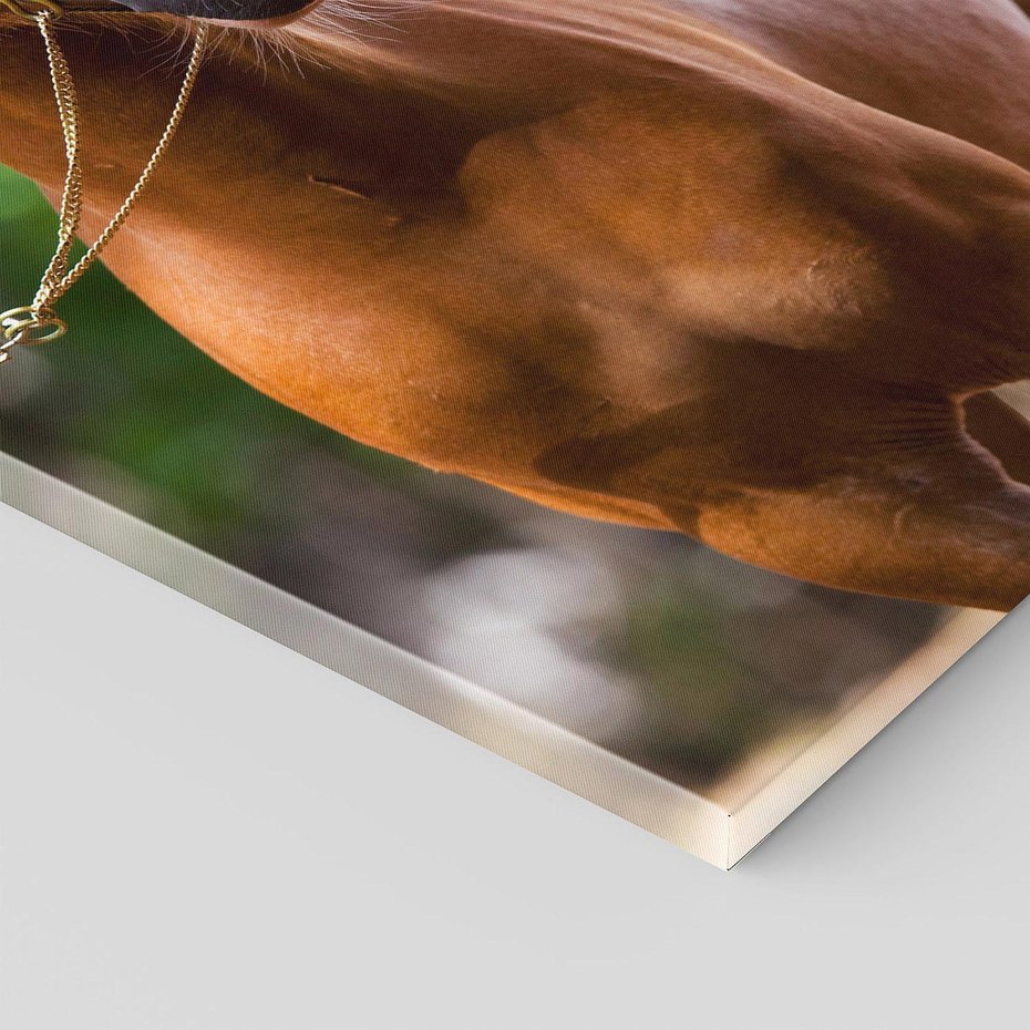 Obraz na płótnie 70x100 - Portret Szlachetnego Konia - koń, portret