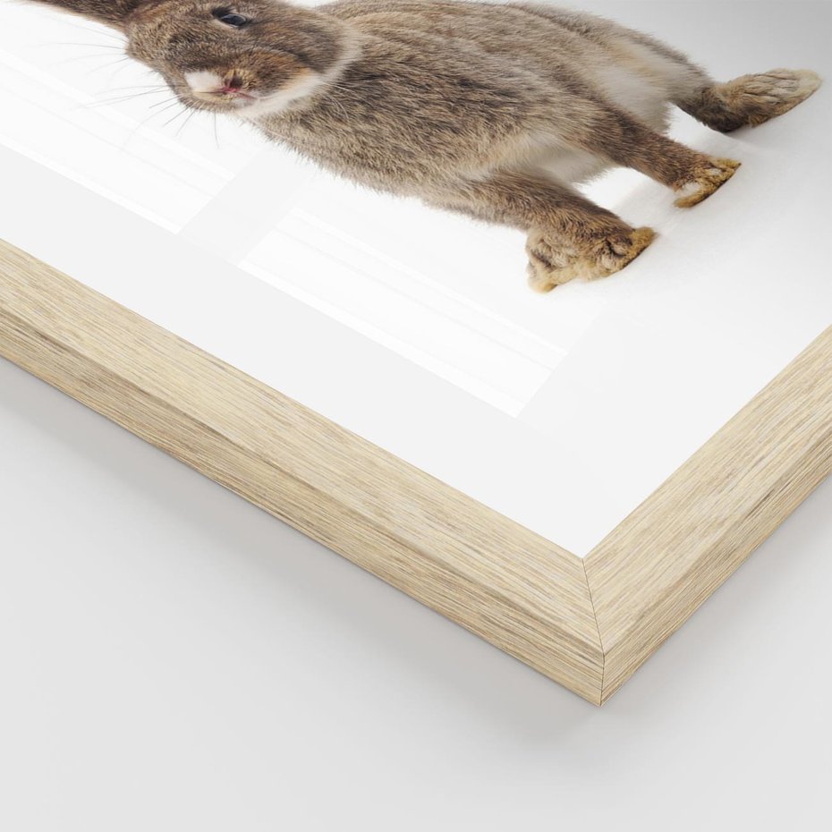 Plakat w ramie 50x70 - Delikatna Zwierzęca Uroda - królik, zwierzę - rama drewno