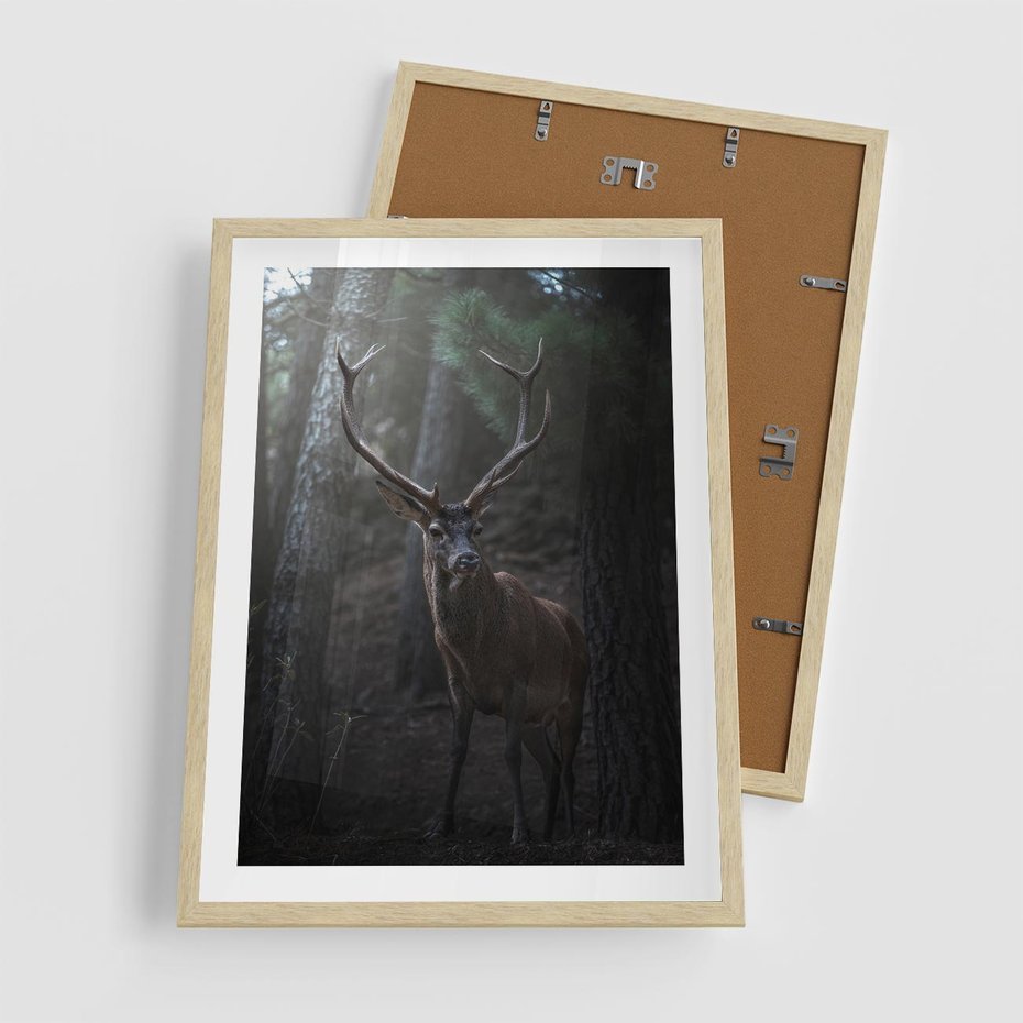 Plakat w ramie 50x70 - Jeleń wśród lasu - jeleń, las - rama drewno