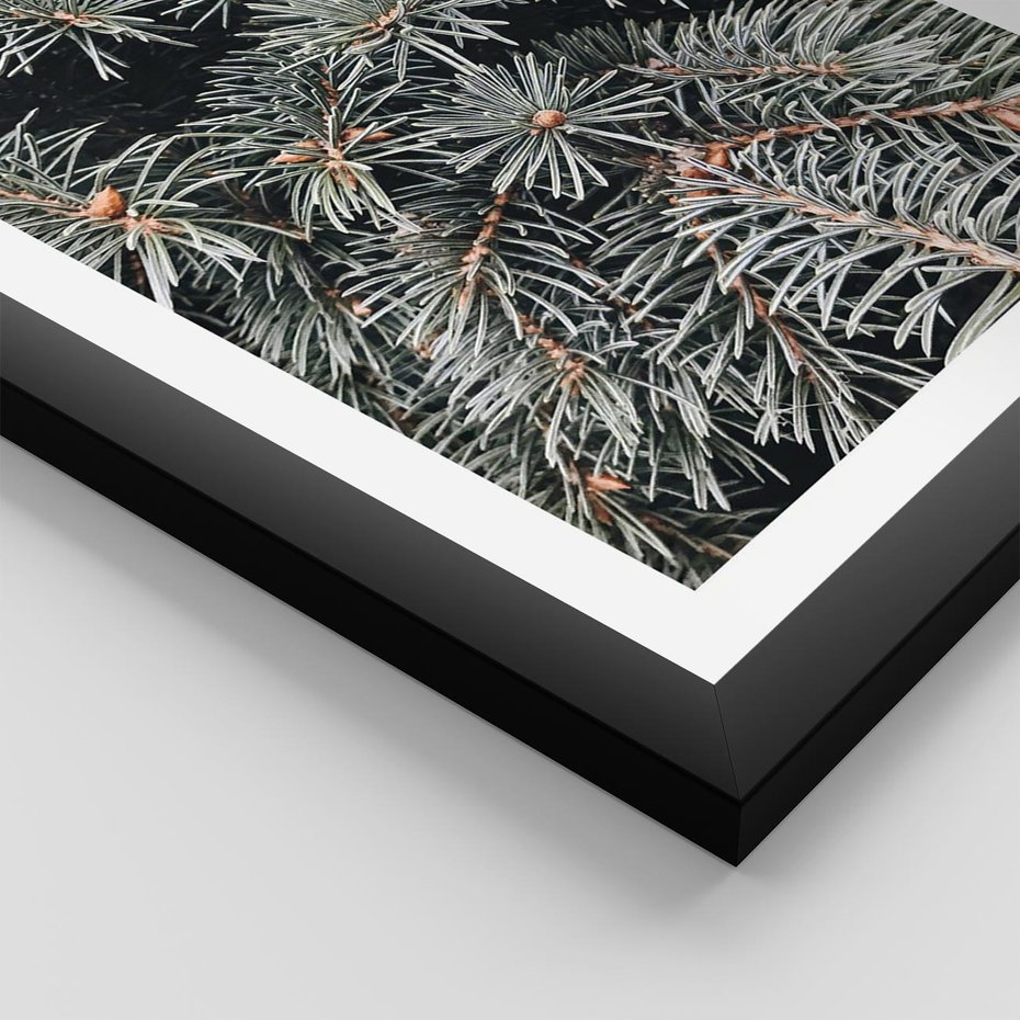 Plakat w ramie 40x50 - Zima na Gałęziach - sosnowe gałęzie, igły - rama czarna