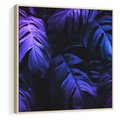 Obraz w ramie 50x50 - Mroczna Magia Dżungli - mroczna grafika, fioletowe liście monstery na czarnym tle - rama drewno