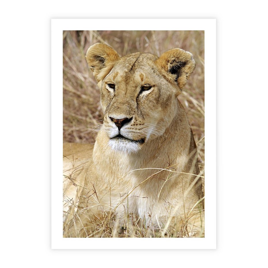 Plakat bez ramy 30x40 - Potęga lwów w Afryce - lew, lwica