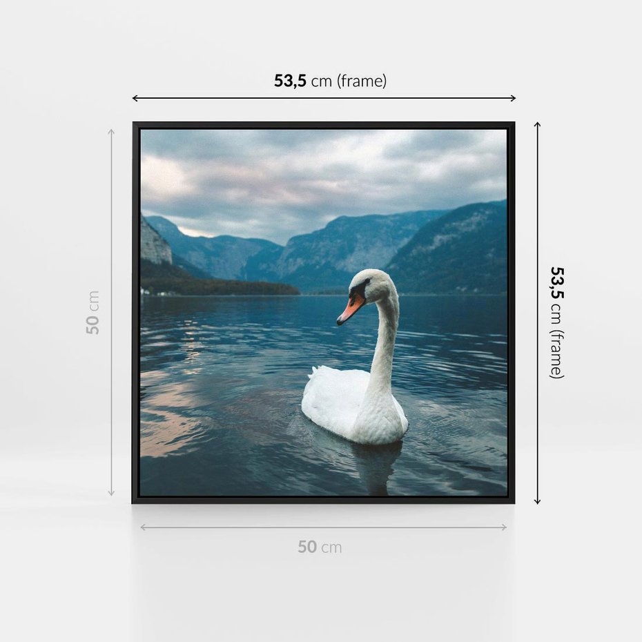 Obraz w ramie 50x50 - Łabędzi Śpiew - fotografia, plakat - rama czarna