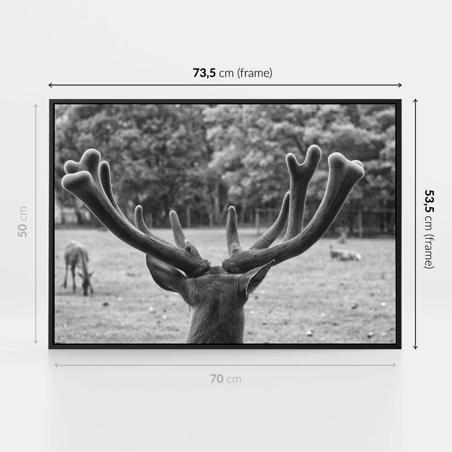 Obraz w ramie 70x50 - Przygubione motyle marzeń - fotografia czarno biała, młody jeleń w zagrodzie - rama czarna