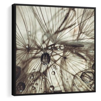 Obraz w ramie 50x50 - Lekkie dmuchawce - dmuchawce, krople - rama czarna