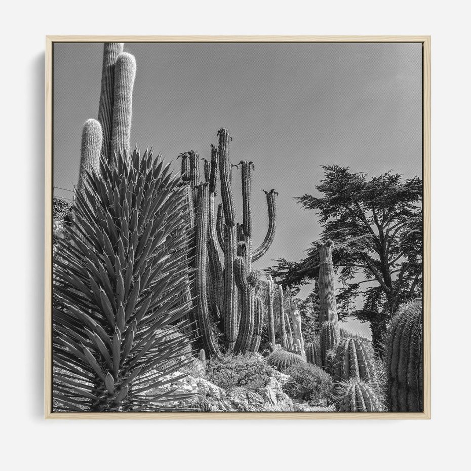 Obraz w ramie 80x80 - Pustynny Klimat - czarno białe zdjecie, pustynia - rama drewno