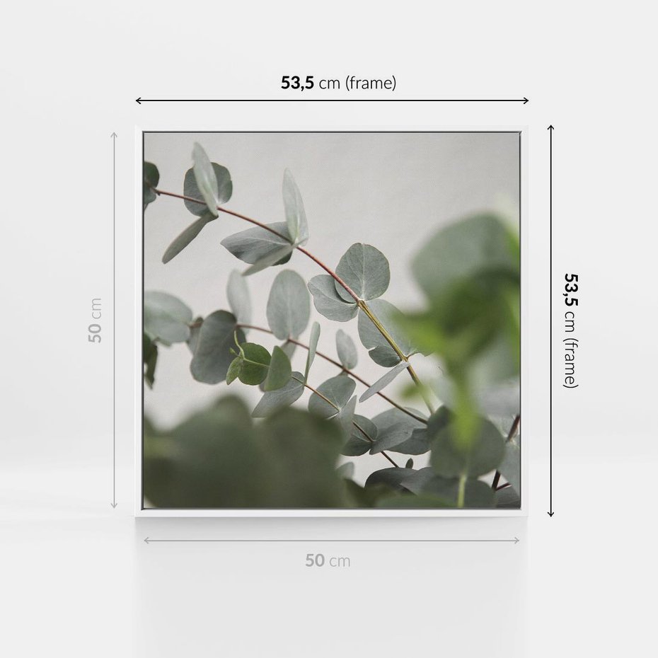 Obraz w ramie 50x50 - Liście eukaliptusa w naturze - eukaliptus, liście - rama biała