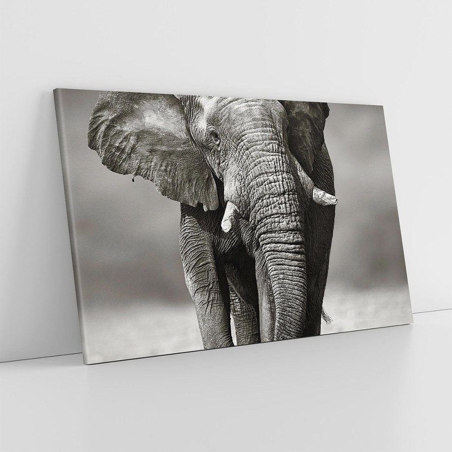 Obraz na płótnie 100x70 - Majestatyczny słoń Afryki - słoń, Afryka