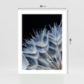 Plakat bez ramy 30x40 - Makro piękno dmuchawców - makro, dmuchawce