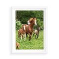 Plakat w ramie 50x70 - Galopujące konie - konie, galop - rama biała