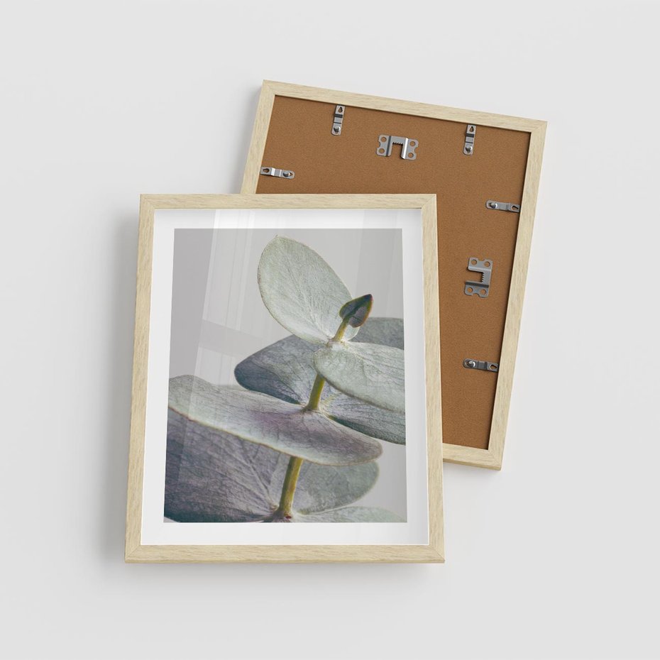 Plakat w ramie 40x50 - Zbliżenie Liści Eukaliptusa - eukaliptus, zbliżenie - rama drewno