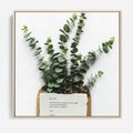 Obraz w ramie 80x80 - Eukaliptusowa harmonia - eukaliptus, liście - rama drewno