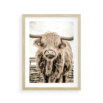 Plakat w ramie 40x50 - Klimat Wiejskiego Życia - amerykańska krowa, byk - rama drewno