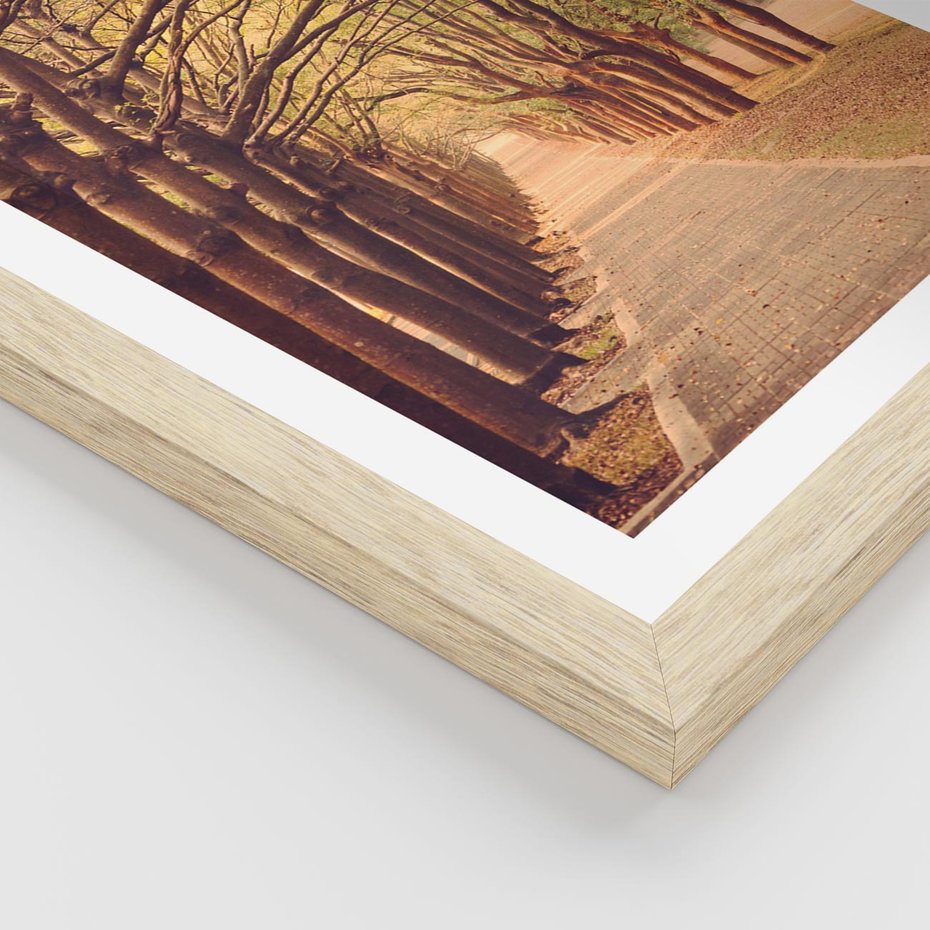 Plakat w ramie 40x50 - Wędrówka między drzewami - droga, drzewa - rama drewno