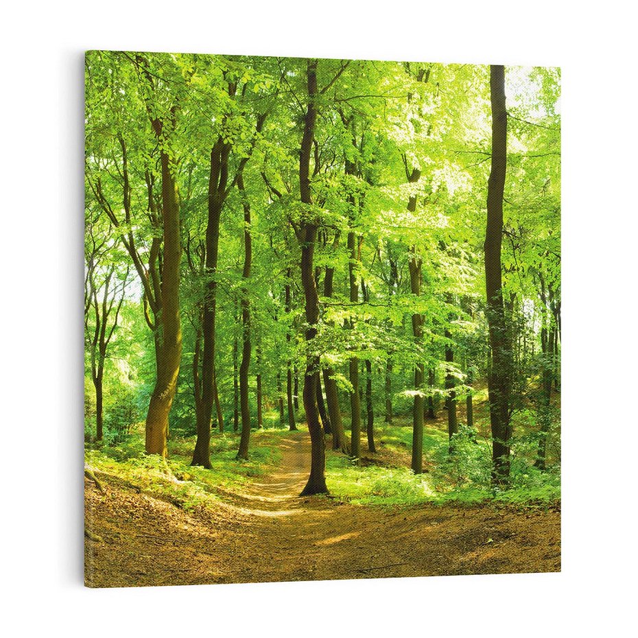 Obraz na płótnie 70x70 - Mistyka leśnych drzew - las, drzewa