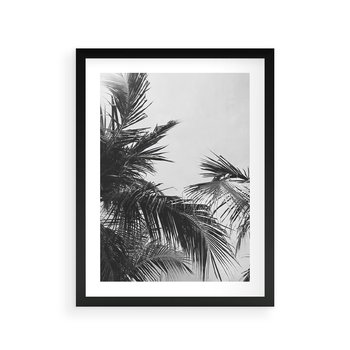 Plakat w ramie 40x50 - Palmy w Monochromii - palmy, tropikalne palmy - rama czarna