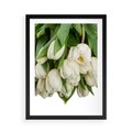 Plakat w ramie 50x70 - Białe tulipany w pełnym rozkwicie - białe, tulipany - rama czarna