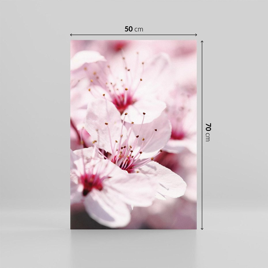 Obraz na płótnie 50x70 - Kwitnąca Wiśnia - kwiaty, kwitnąca