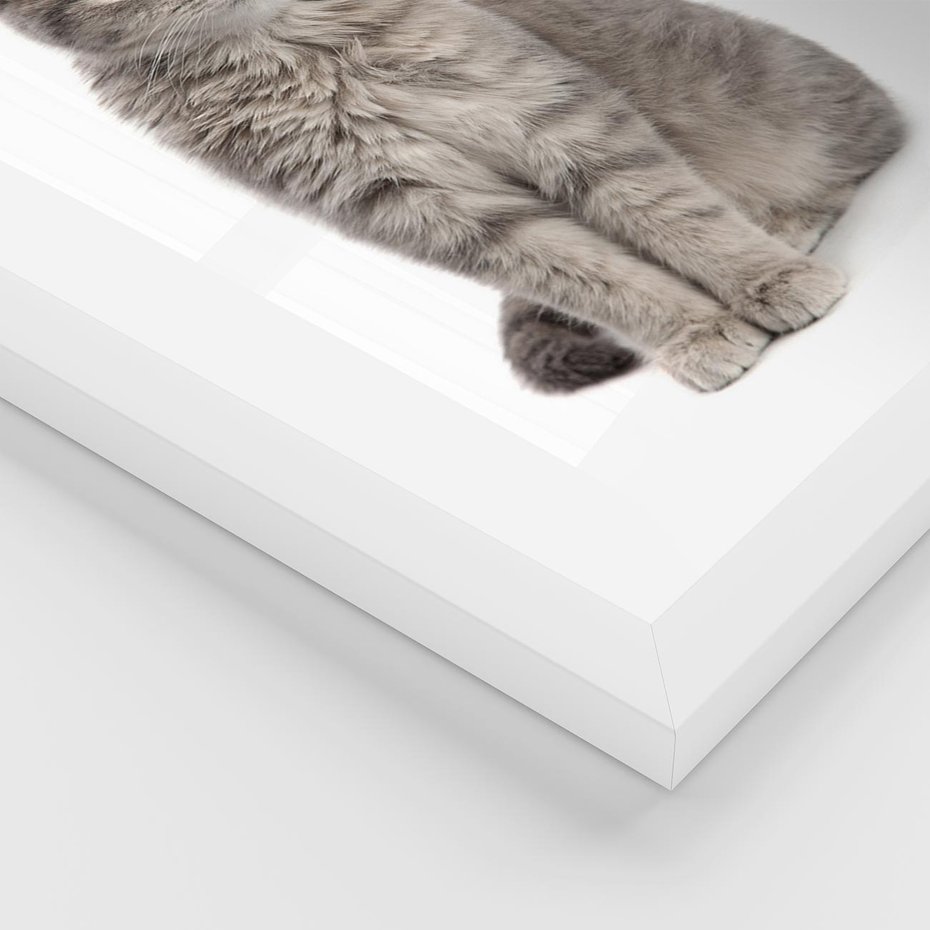 Plakat w ramie 40x50 - Kocie uroki na płótnie - kot, kotek - rama biała