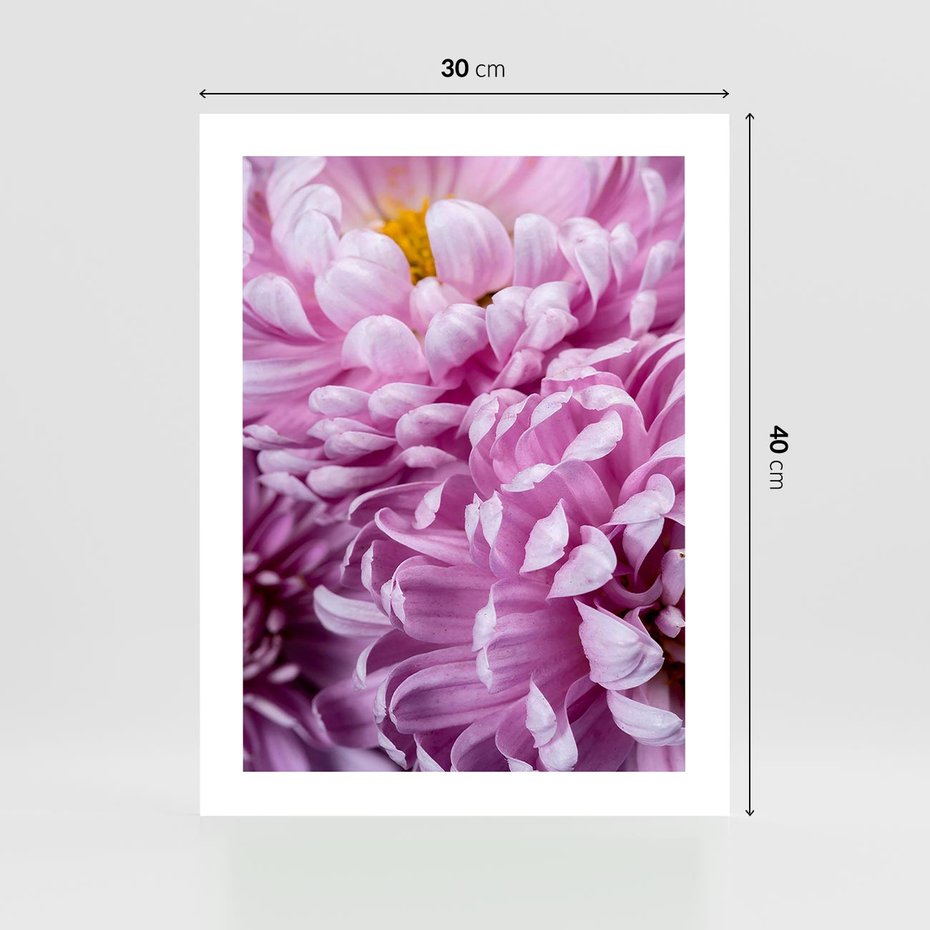 Plakat bez ramy 30x40 - Fioletowy zawrót głowy - kwiat, różowy kwiat