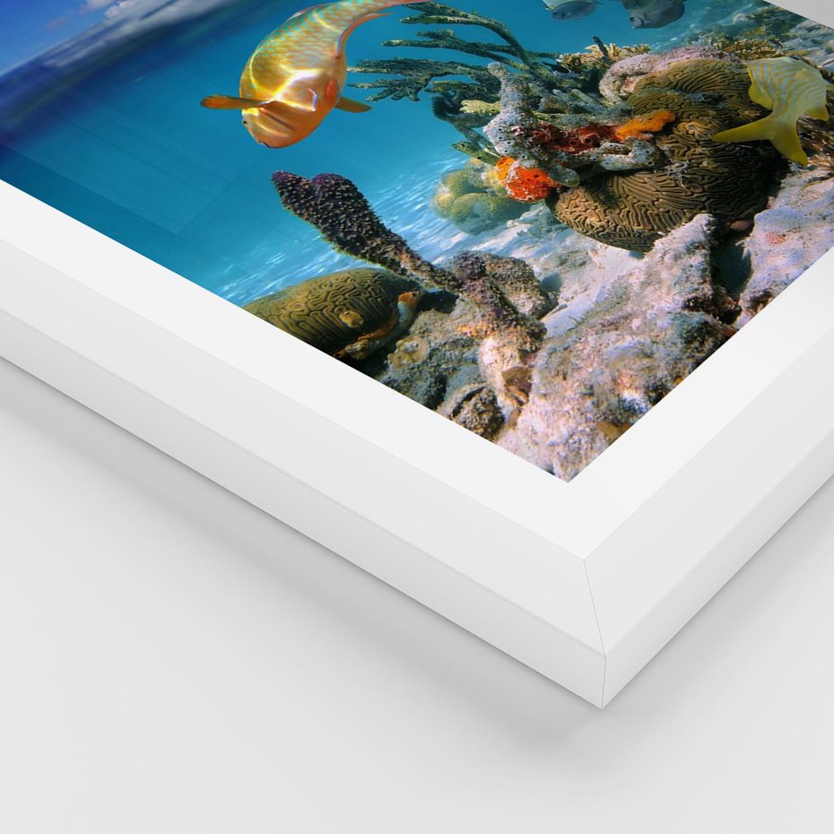 Plakat w ramie 30x40 - Podwodna rafa koralowa: kolorowy oceanowy świat - rafa, koralowa - rama biała