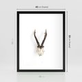 Plakat w ramie 40x50 - Minimalistyczne Poroże Jelenia - poroże jelenia na ścianie, minimalizm - rama czarna