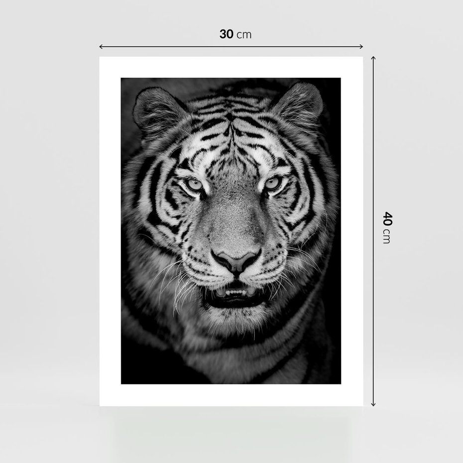 Plakat bez ramy 30x40 - Tygrys Czarno-Biały: Siła i Delikatność - tygrys, czarno