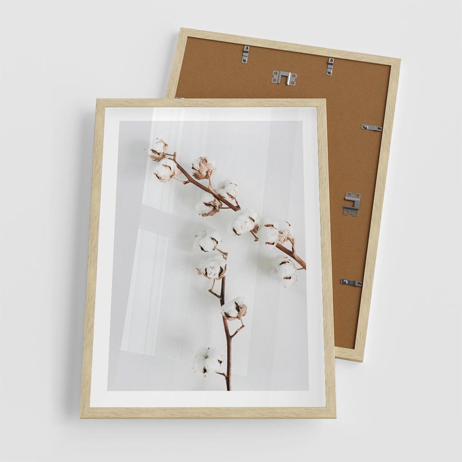 Plakat w ramie 50x70 - Gałęzie Bawełny na Białym Tle - gałęzie bawełny na białym tle, minimalizm - rama drewno