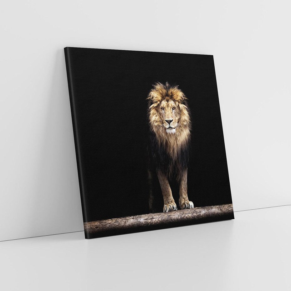 Obraz na płótnie 60x60 - Lew: dzikie piękno natury - lew, dzikie