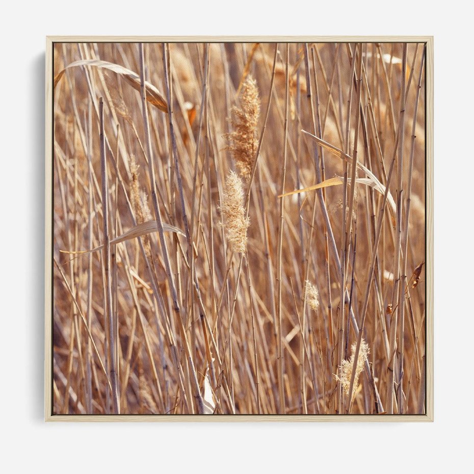 Obraz w ramie 50x50 - Mistrzowskie suche trawy - suche, trawy - rama drewno