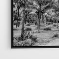 Obraz w ramie 50x50 - Mroczna Ścieżka Tropików - czarno biała fotografia, ścieżka pośród palm - rama czarna