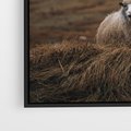 Obraz w ramie 70x100 - Owiecka panorama - góry, owca - rama czarna