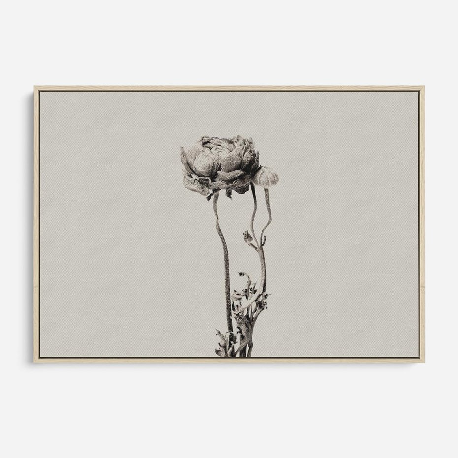 Obraz w ramie 70x50 - Cień Kwiatowej Delikatności - kwiat, cień - rama drewno