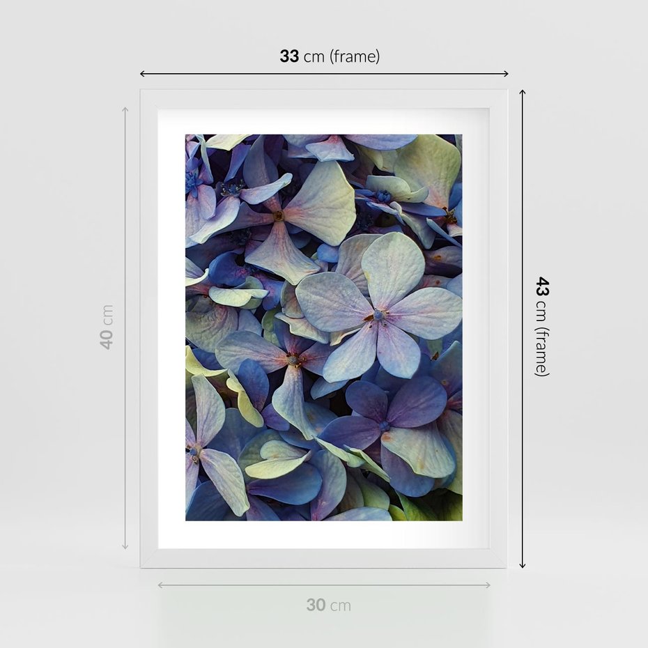 Plakat w ramie 30x40 - Hortensja - delikatność kwiatów - hortensja, kwiaty - rama biała