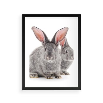 Plakat w ramie 40x50 - Uroczy królik wśród natury - królik, zając - rama czarna
